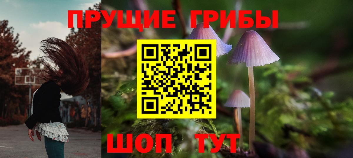 Псилоцибиновые грибы Cubensis Избербаш